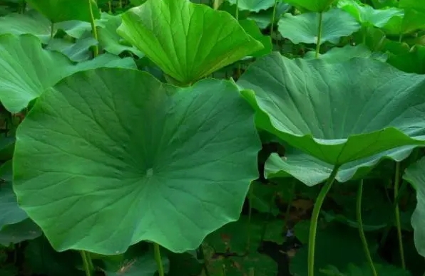 <strong>荷花葉的功效與作用全解：清熱利濕與減肥瘦身的藥用價值與養(yǎng)</strong>