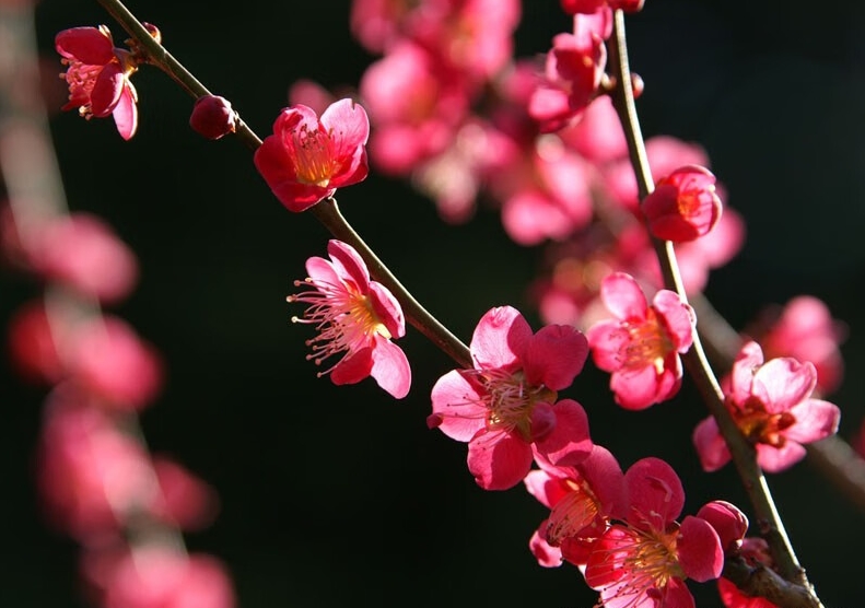 <strong>梅花冬日開花魔法：寒冷環(huán)境下的生長奇跡，解析其開花習性的</strong>