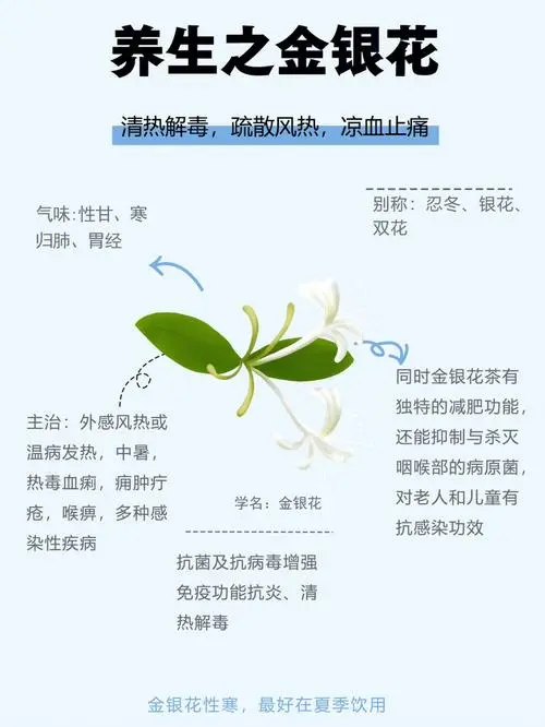 揭秘金銀花的功效作用與主治功能：清熱解毒、抗菌消炎的全能花卉藥材！