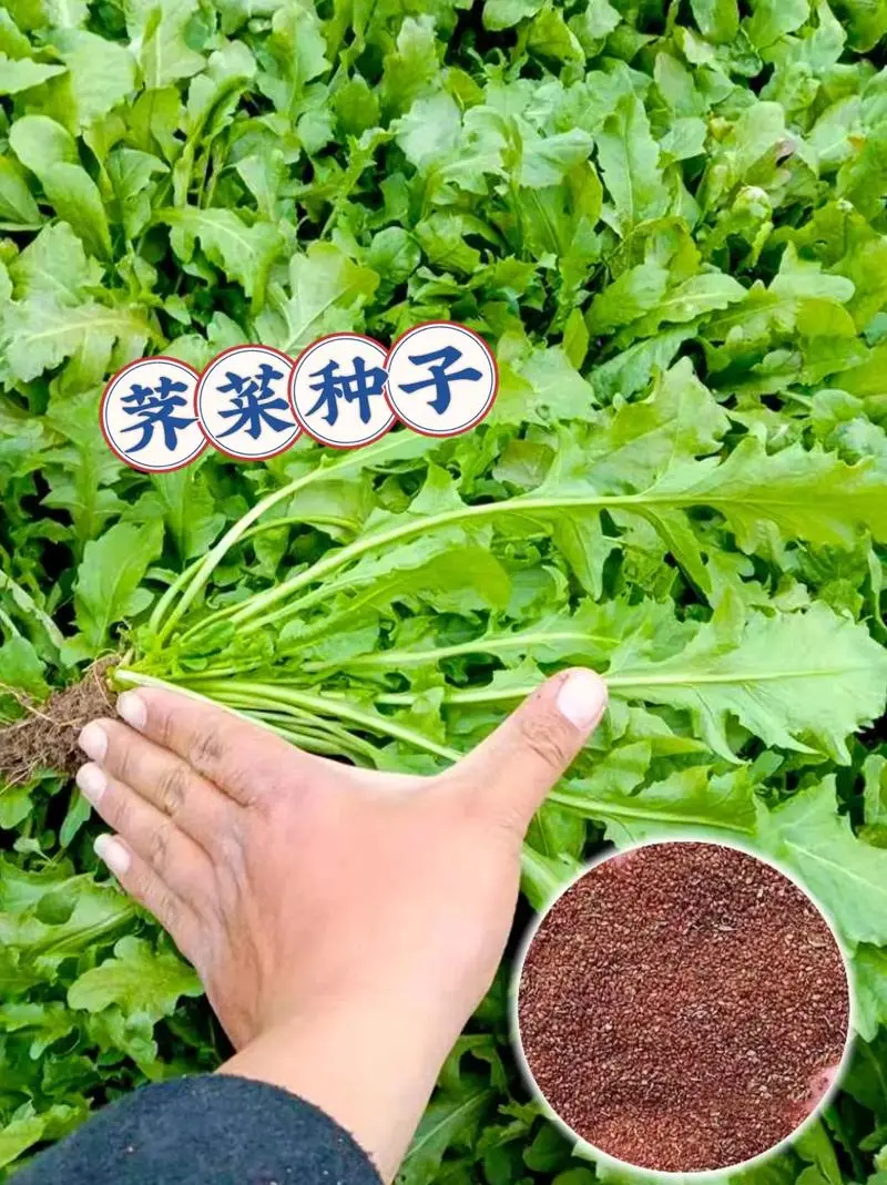 芥菜種子種植方法：土壤與播種管理的實踐指南提高產量