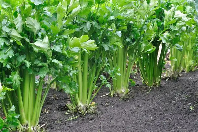 芹菜是植物還是蔬菜的身份解密，全面解析芹菜生物屬性與食用價值