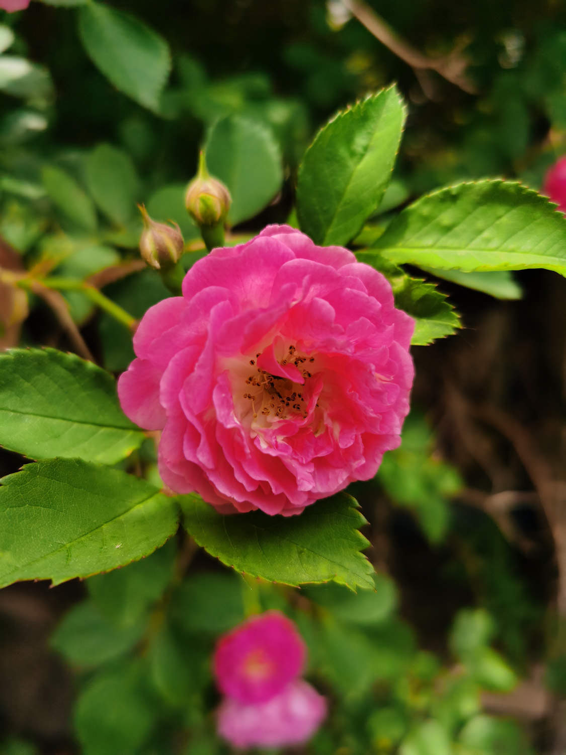 薔薇花養(yǎng)殖方法秘籍：打造打造繁花似錦滿園春色只需這幾步事項！