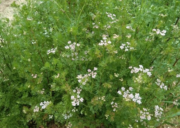 <b>香菜會開花結種子嗎？植物學角度下的香菜繁殖奧秘</b>