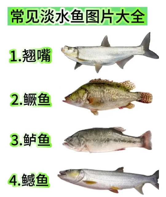 淡水魚類常見病癥的早期預警與防治方法，讓漁業養殖無憂