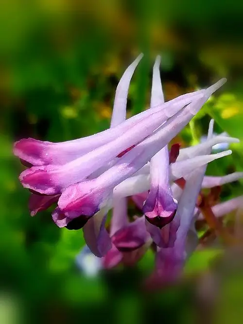 大金紫堇種植養護開花秘籍：光照、溫度與水分，營造理想開花環境