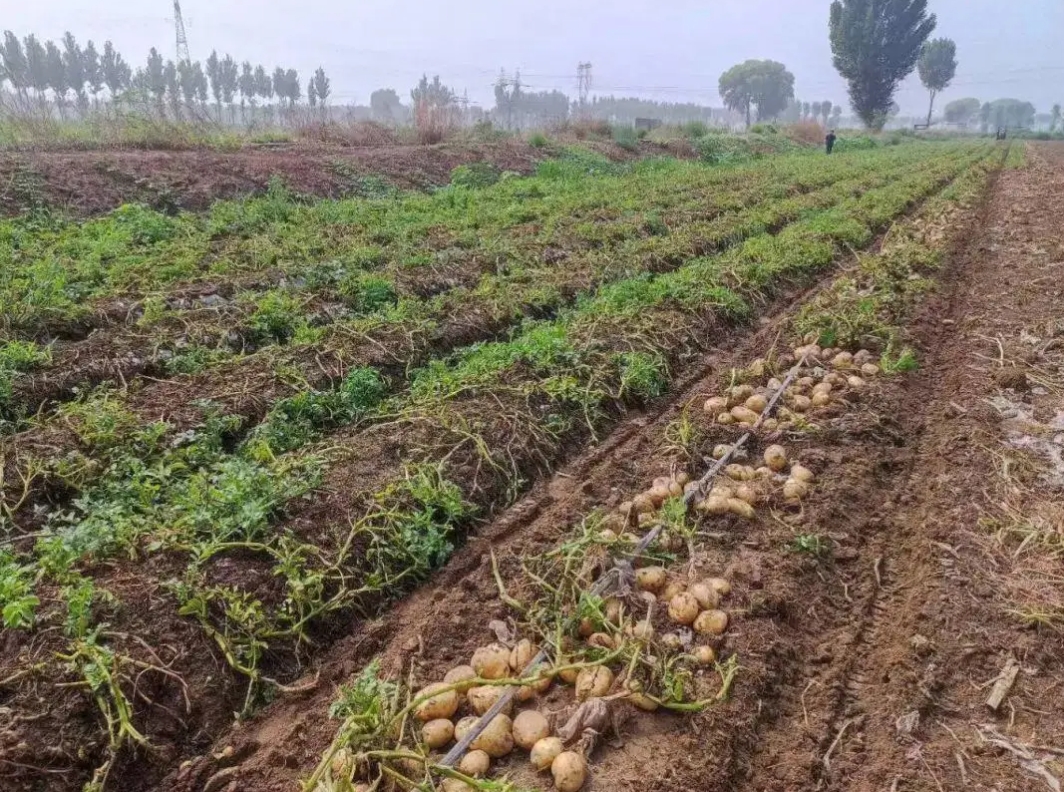 <strong>農業種植蔬菜類：精準施肥與合理用藥，打造綠色安全的餐桌食</strong>