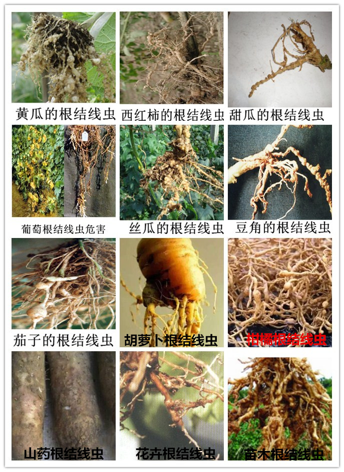 農(nóng)業(yè)種植根結(jié)線蟲病：癥狀辨識與綜合防治策略，守護(hù)作物根基健康