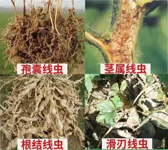 農(nóng)業(yè)種植根結(jié)線蟲病：癥狀辨識與綜合防治策略，守護(hù)作物根基健康