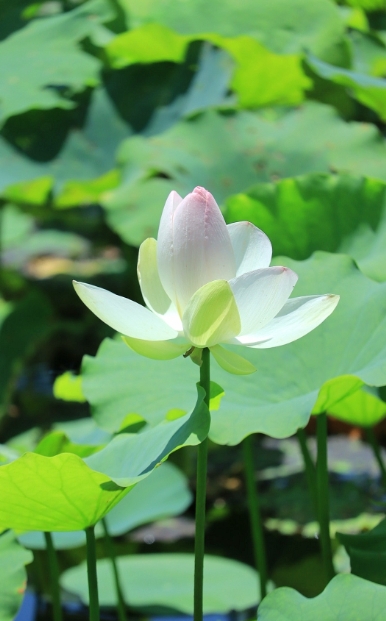 8月開花賞花盛宴地圖：從城市公園到鄉村小徑，探尋夏日余暉下的花卉寶藏