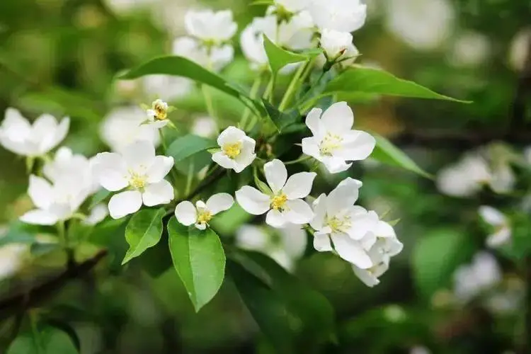 8月開花賞花盛宴地圖：從城市公園到鄉村小徑，探尋夏日余暉下的花卉寶藏