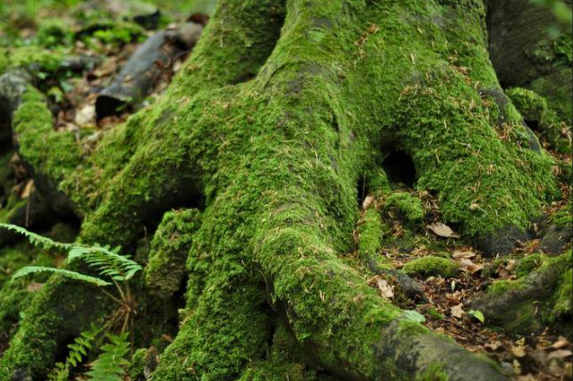 <strong>青苔危害和構建多防線防治，從物理清除到生物抑制，保障果林</strong>