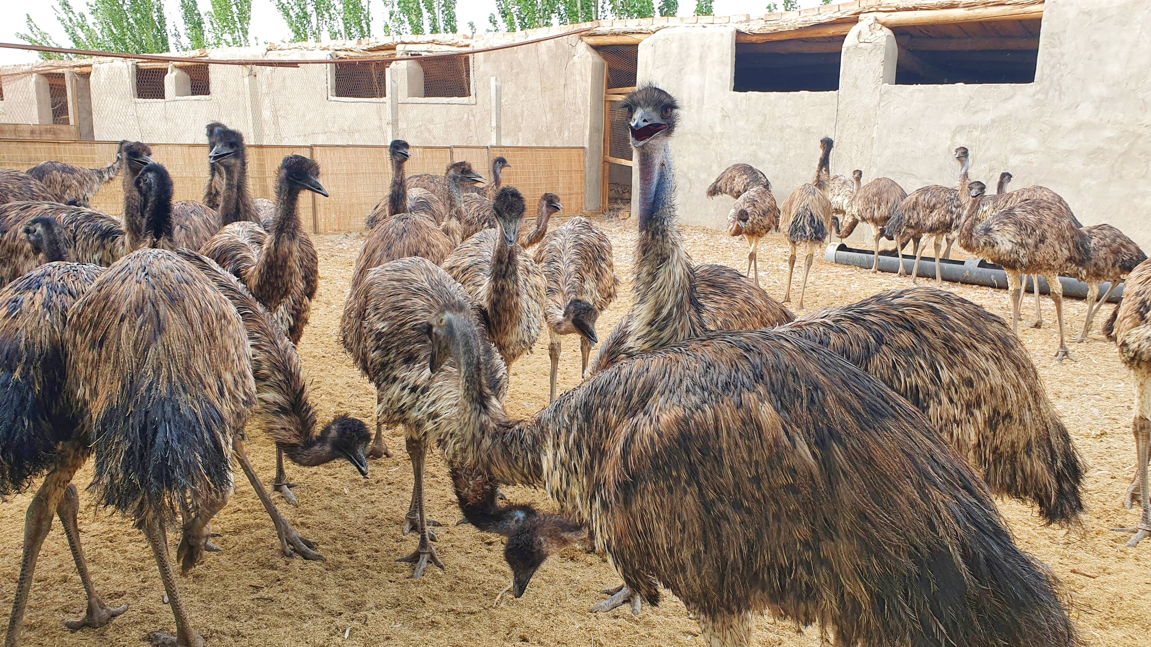 鴯鹋[ér miáo]人工養殖技術：環境優化、飼料配比與疾病防控提升養殖效益