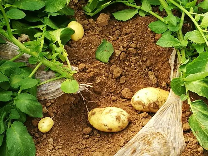 土豆是植物的根還是莖？科學解析土豆地下莖塊的真面目