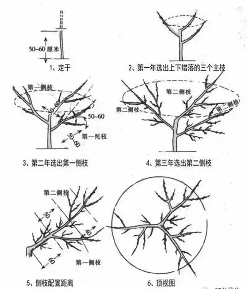 蟠桃樹怎么剪枝技術(shù)圖解大全。科學修剪提升果實豐收品質(zhì)