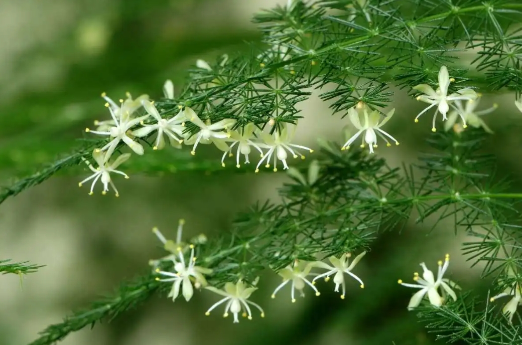 <b>文竹會開花嗎？文竹隱藏的開花秘密，這份美值得你等待！</b>