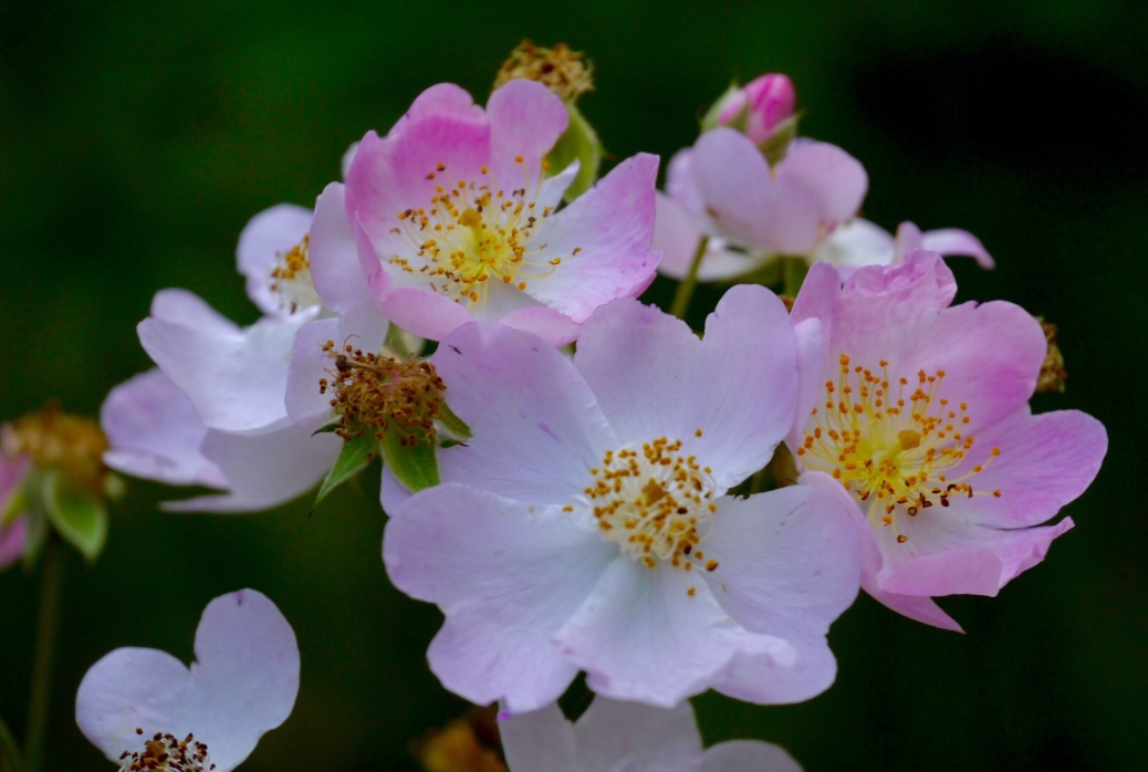 <strong>七姊妹花與薔薇關系，七姊妹花竟是薔薇花的“姐妹”？</strong>