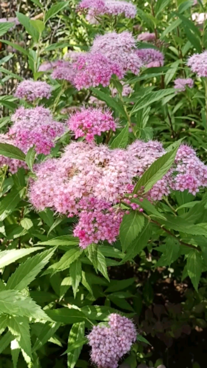 柳葉繡線菊開花花期6--8月的夏日花海觀花觀葉佳品