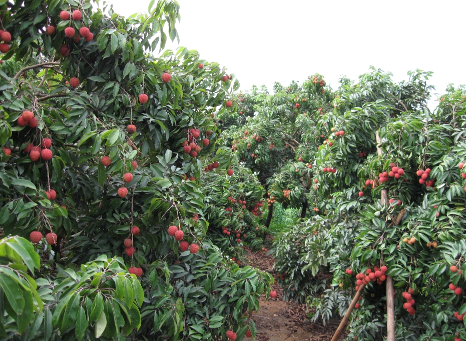 <strong>荔枝樹種植視角：哪些地區適宜種植荔枝“甜蜜”的土地</strong>