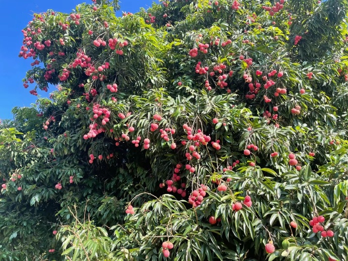 荔枝樹種植視角：哪些地區適宜種植荔枝“甜蜜”的土地