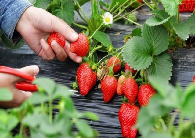 <b>草莓種植新手必看，掌握最佳時機，暢享豐收滿滿甜蜜喜悅</b>