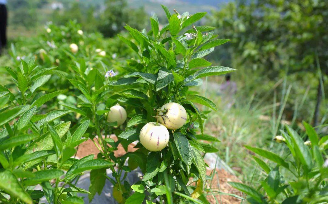 人參果樹種植與管理技巧方法，綠色種植新紀(jì)元打造豐收人參果園