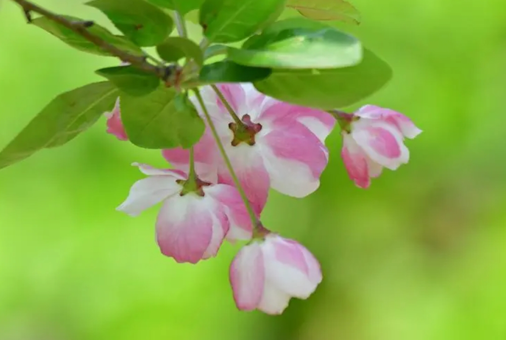 <strong>綠意盎然，花開不敗：海棠花扦插繁殖方法攻略</strong>