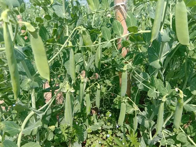 荷蘭豆美味地圖：哪片土地孕育種植最鮮嫩的綠色珍饈？