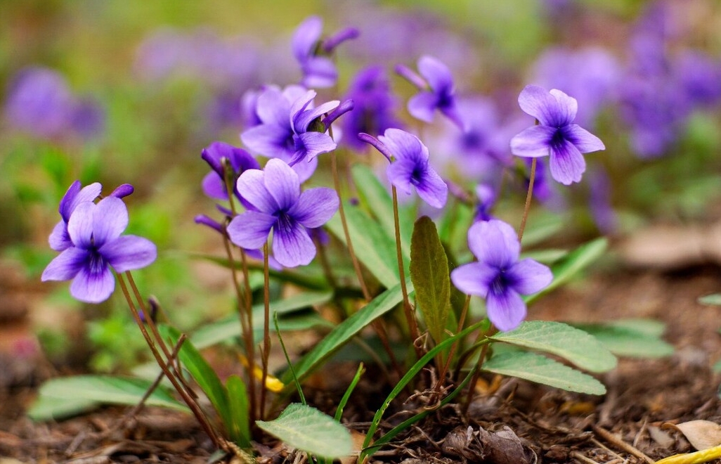 <b>錯過等一年！紫花地丁種植黃金時間搭配科學種植法，花開滿園不是夢</b>