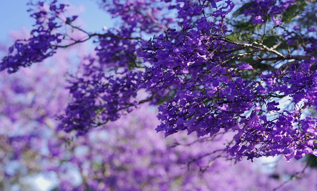 揭秘藍(lán)花楹最佳種植生長(zhǎng)地，打造夢(mèng)幻紫色風(fēng)景線(xiàn)！