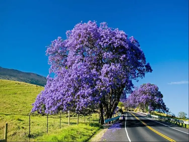 揭秘藍(lán)花楹最佳種植生長(zhǎng)地，打造夢(mèng)幻紫色風(fēng)景線(xiàn)！