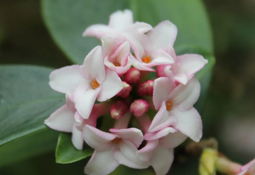 一花一世界，一香一傳奇——深入探索瑞香花的芬芳之源！