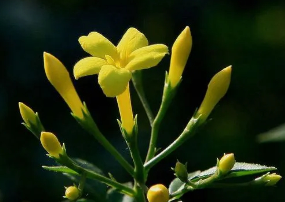 花開有時，春意無邊——深度解析探春花與春天的不解之緣！