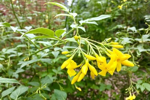 花開有時，春意無邊——深度解析探春花與春天的不解之緣！