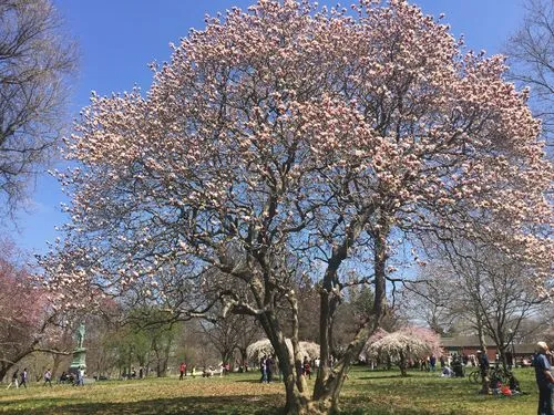 綠意參天，花香四溢——深度剖析玉蘭花樹的生長潛力與高度極限