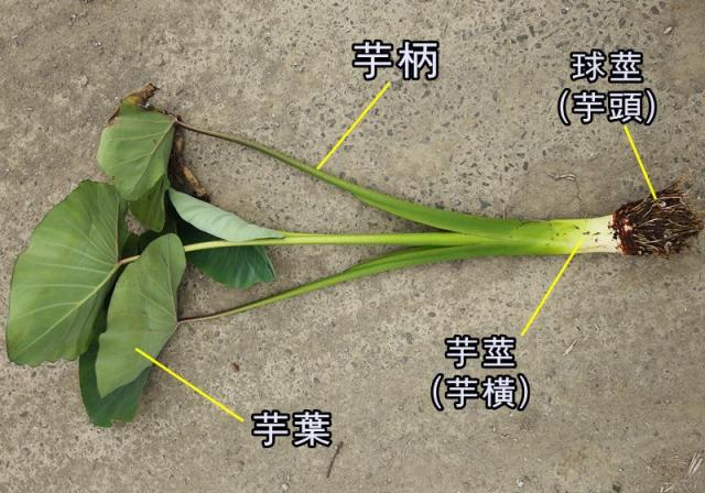 芋頭屬于根還是莖類蔬菜？專家告訴其實它是變態器官類蔬菜！