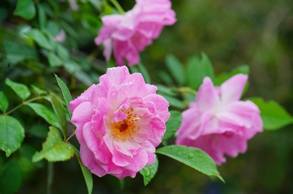 薔薇花開花盛宴：揭秘薔薇花綻放時間，共赴一場視覺與嗅覺的