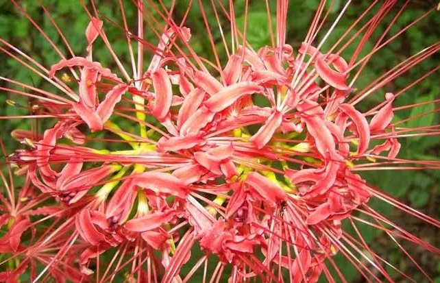 <b>彼岸花開彼岸時，彼岸花最佳移栽時間助你輕松打造神秘花園！</b>