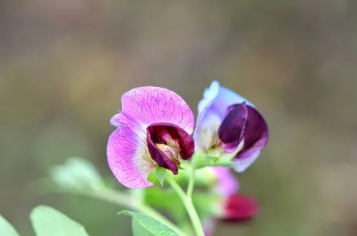 豌豆花是什么顏色？春日里的紫色精靈如春日夢幻