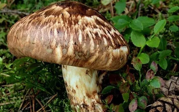 食用菌是植物還是動物？食用菌跨界生物身份大揭秘！