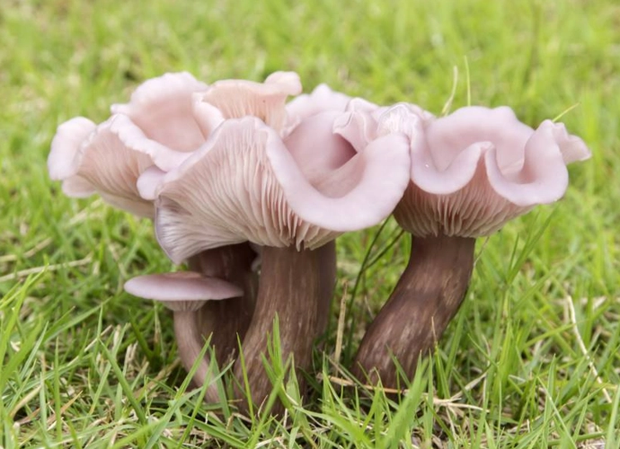 食用菌是植物還是動物？食用菌跨界生物身份大揭秘！