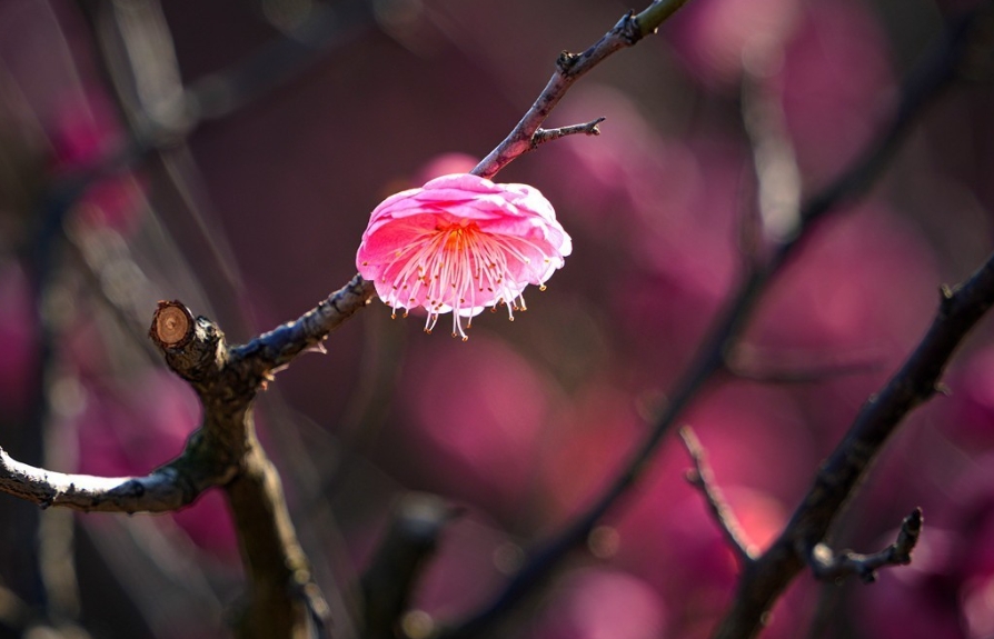 梅花不僅香自苦寒來，梅花更能結出意想不到的美味果實？