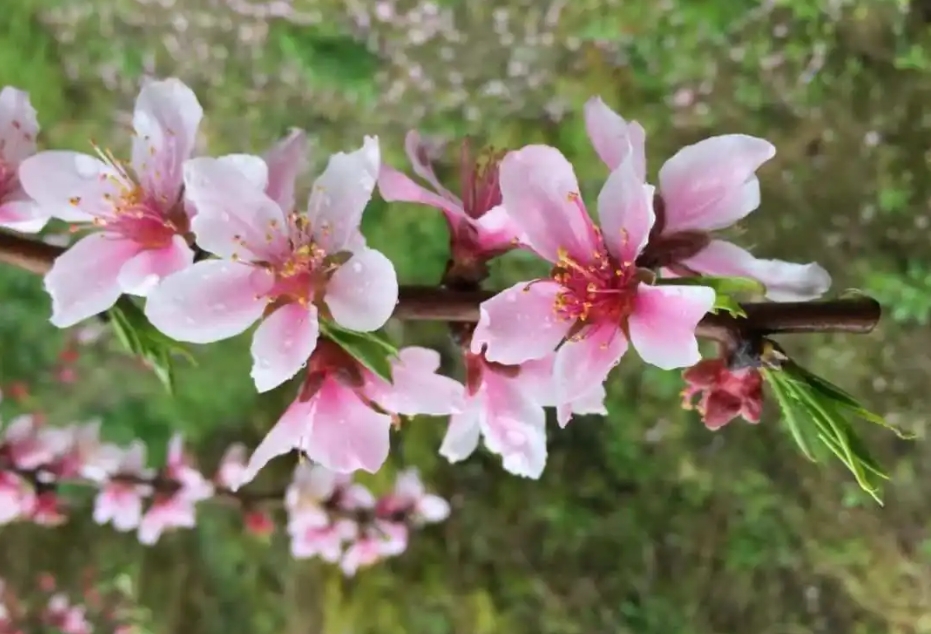 春日花語新發現：桃花是單花芽還是復花芽之謎，解開自然密碼