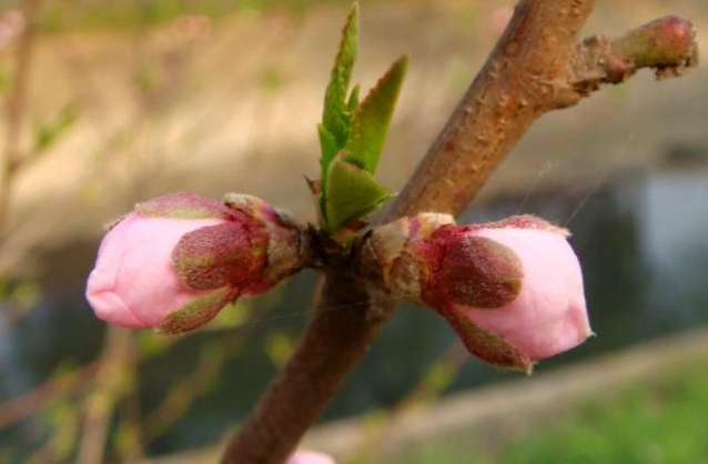 春日花語新發現：桃花是單花芽還是復花芽之謎，解開自然密碼