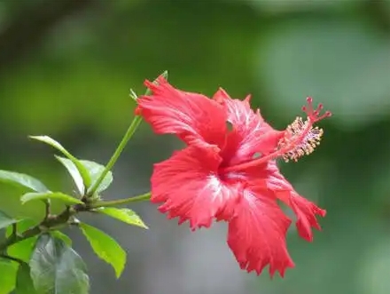 扶桑花的秘密花語：傳遞愛與希望的美麗信使