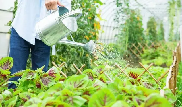 酷熱挑戰，蔬菜不渴！科學灌溉澆水大方法，守護你的菜園清涼一夏！