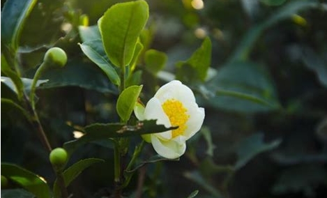 <b>茶花-茶之名，花之美一花兩世界：茶香與花韻的完美融合！</b>