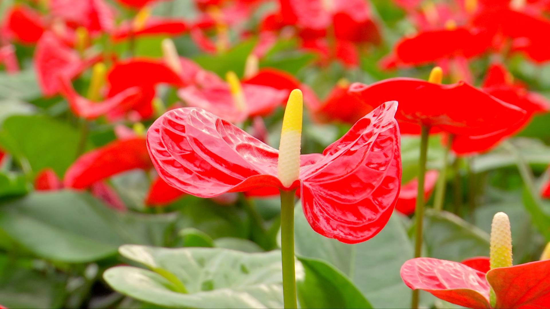 室內(nèi)也能養(yǎng)出繁花似錦？紅掌花的家養(yǎng)秘訣大公開！