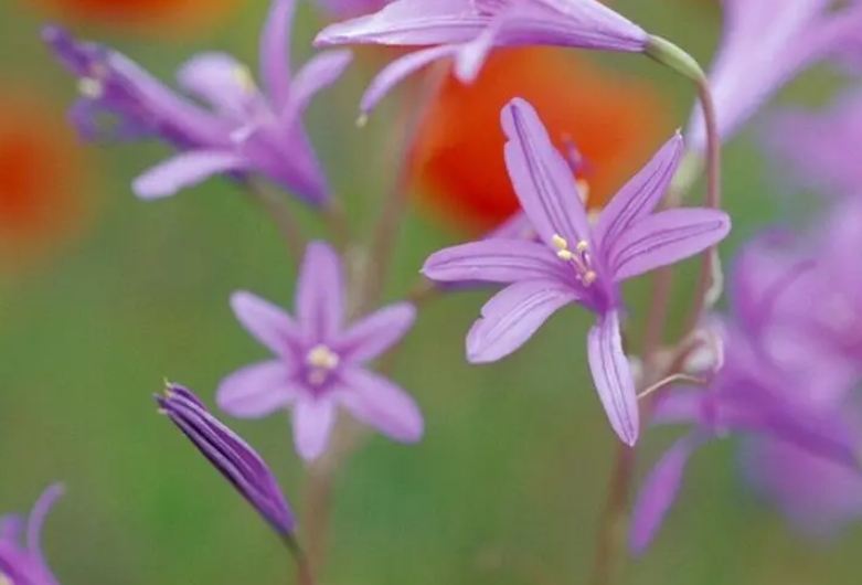 家居新寵鳶尾蒜花：盆栽養(yǎng)殖技巧與注意事項(xiàng)，輕松打造夢幻花