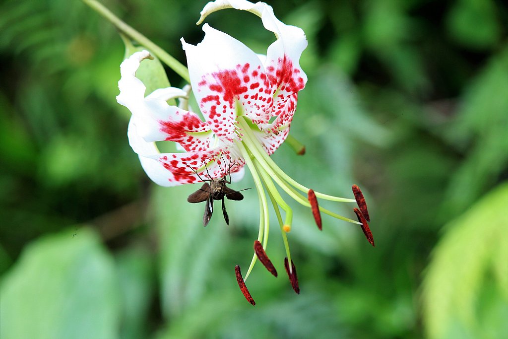 艷紅鹿子百合的養(yǎng)殖秘訣，讓你的陽臺(tái)變身為花海仙境驚艷一夏！