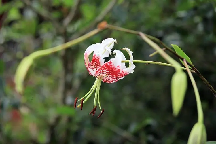 艷紅鹿子百合的養(yǎng)殖秘訣，讓你的陽臺(tái)變身為花海仙境驚艷一夏！